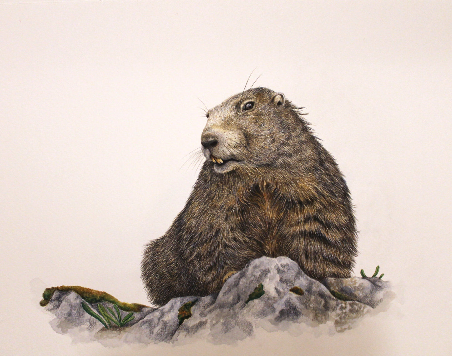 Marmotte des Alpes (Marmota marmota)