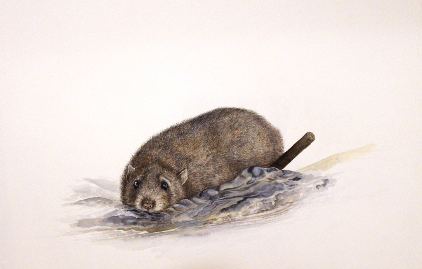 Rat brun (Rattus norvegicus)