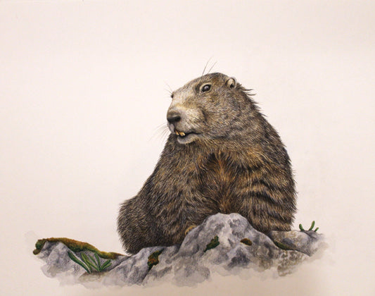 Marmotte des Alpes (Marmota marmota)