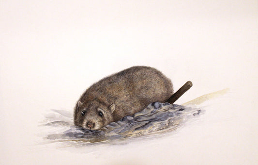 Rat brun (Rattus norvegicus)
