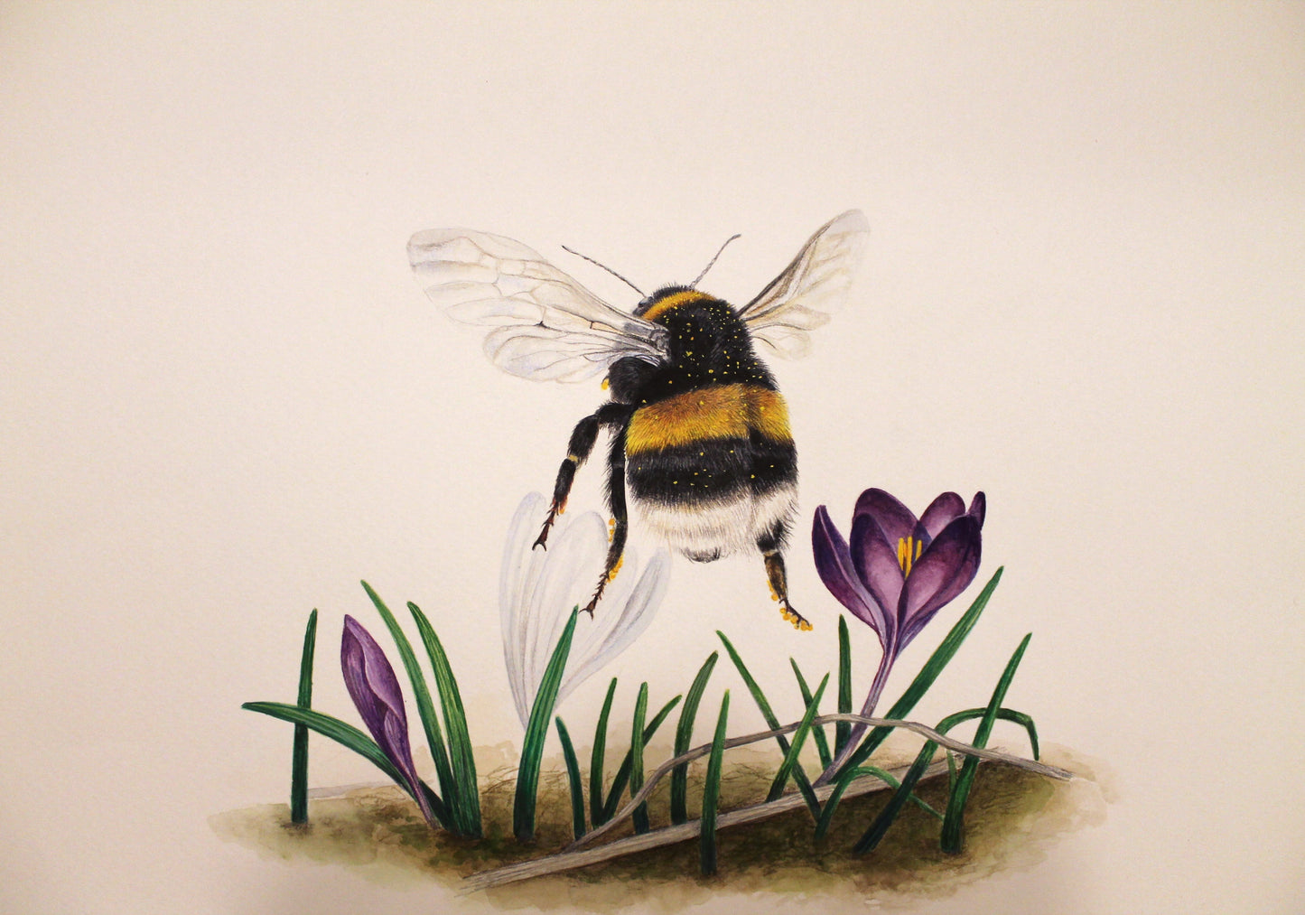 Bourdon terrestre (Bombus terrestris)