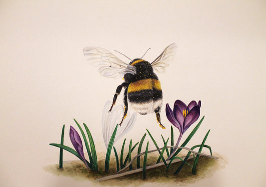 Bourdon terrestre (Bombus terrestris)