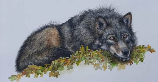 Loup de Vancouver (Canis lupus crassodon)